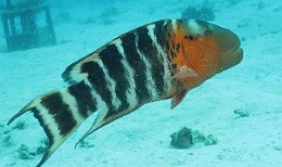 Thailand 2015 - Ko Tao - Labre a poitrine rouge - Cheilinus fasciatus _IMG_3650_rc